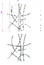Barreaudage des fenêtres 620x950